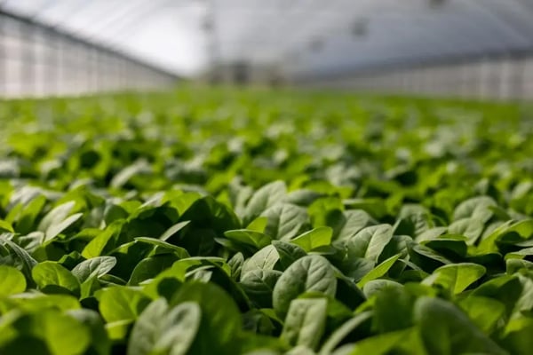 foto bem próxima de plantas em plantação