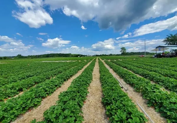 campo de plantações com fileiras